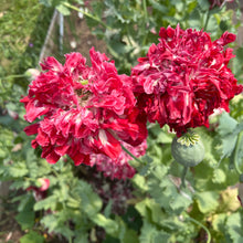 Emilia's Heirloom Poppy