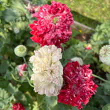Emilia's Heirloom Poppy