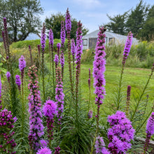 Gayfeather - Blazing Star