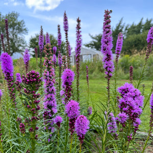 Gayfeather - Blazing Star