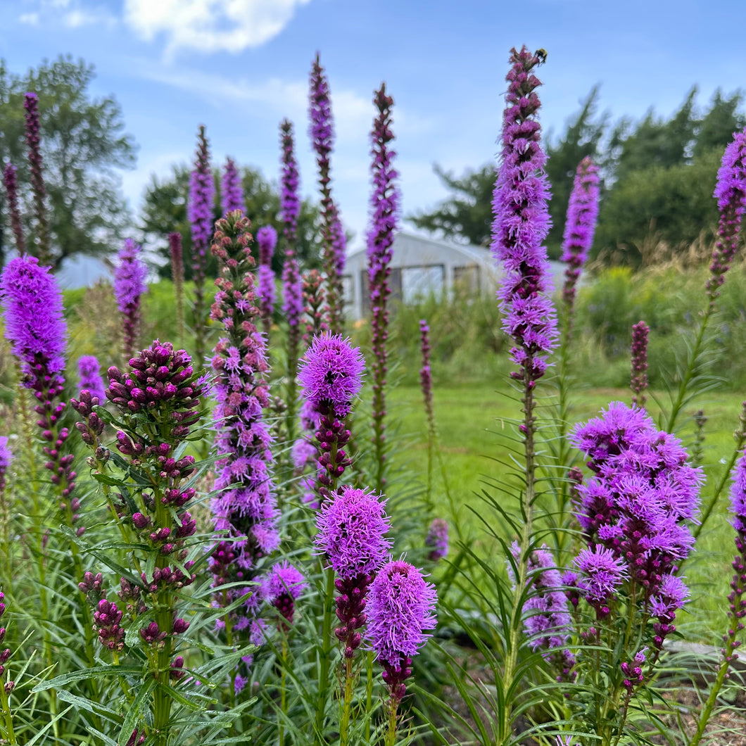 Gayfeather - Blazing Star