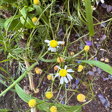 German Chamomile