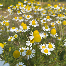 German Chamomile