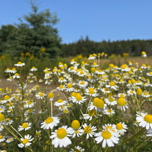 German Chamomile