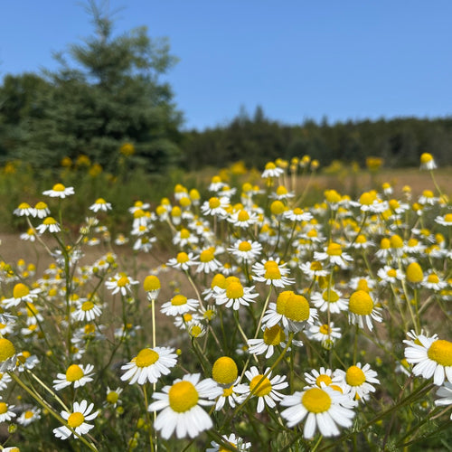 German Chamomile