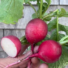 German Giant Radish (Stuttgart Red)