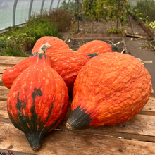 Golden Hubbard Squash