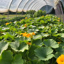 Golden Hubbard Squash