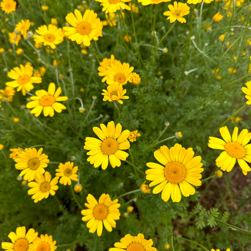 Golden Marguerite Kelwayi