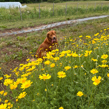 Golden Marguerite Kelwayi