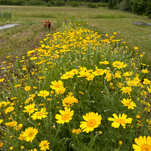 Golden Marguerite Kelwayi