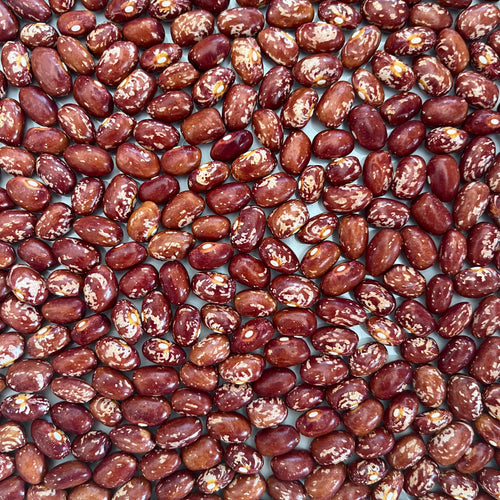 Goose Gullet Bush Bean