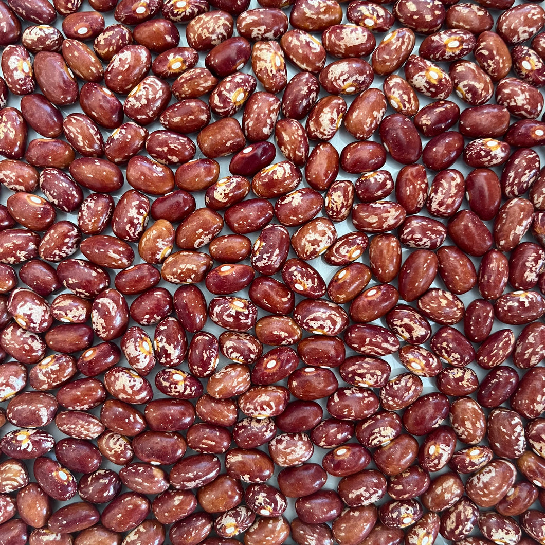 Goose Gullet Bush Bean