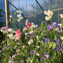 Grandiflora Mix Sweet Pea