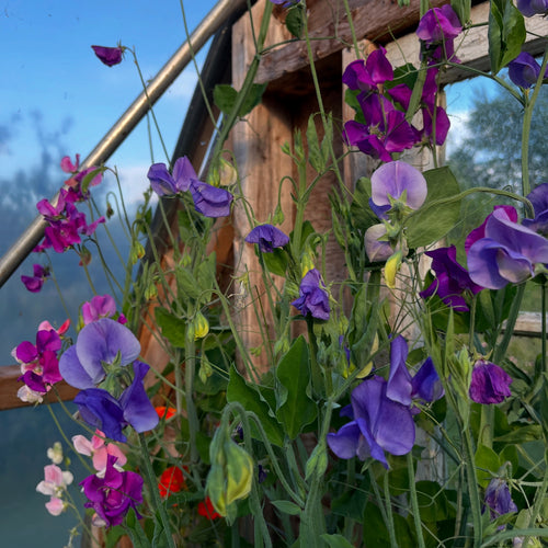 Grandiflora Mix Sweet Pea