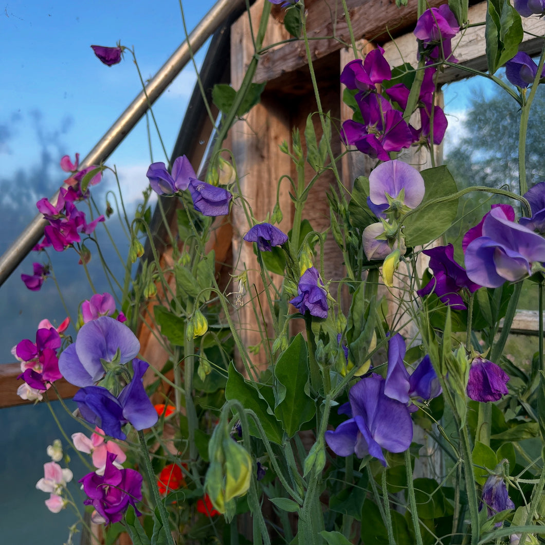 Grandiflora Mix Sweet Pea