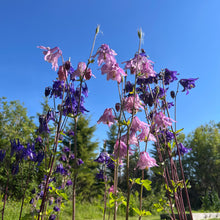 Grandmother's Garden Columbine