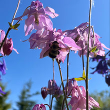 Grandmother's Garden Columbine