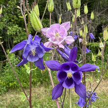 Grandmother's Garden Columbine