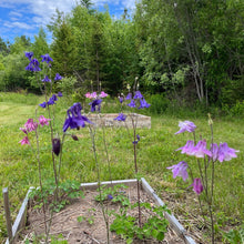 Grandmother's Garden Columbine