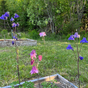 Grandmother's Garden Columbine