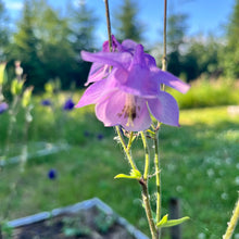 Grandmother's Garden Columbine