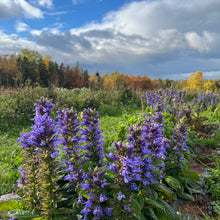 Great Blue Lobelia