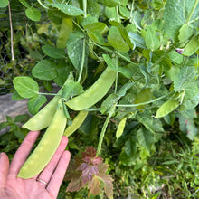 Green Beauty Snow Pea