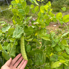 Green Beauty Snow Pea