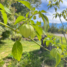 Giant Green Tomatillo