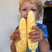 Peaches & Cream Heirloom Sweet Corn