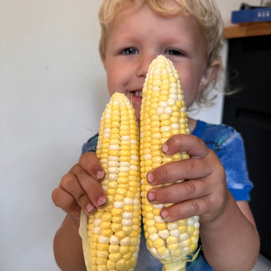 Peaches & Cream Heirloom Sweet Corn