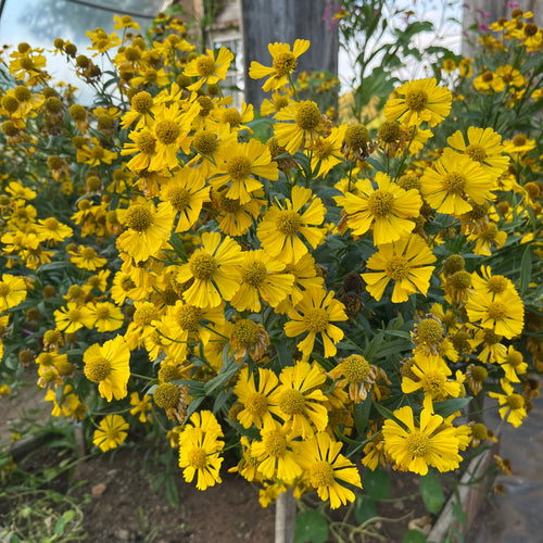 Helenium