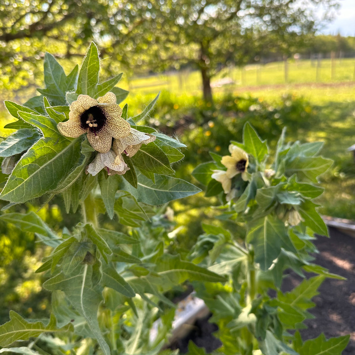 Henbane Revival Seeds