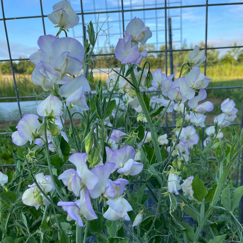 High Scented Sweet Pea