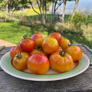 Hillbilly Tomato