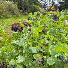 Honeywort Cerinthe