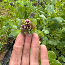 Honeywort Cerinthe