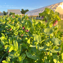 Honeywort Cerinthe