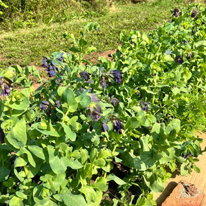 Honeywort Cerinthe