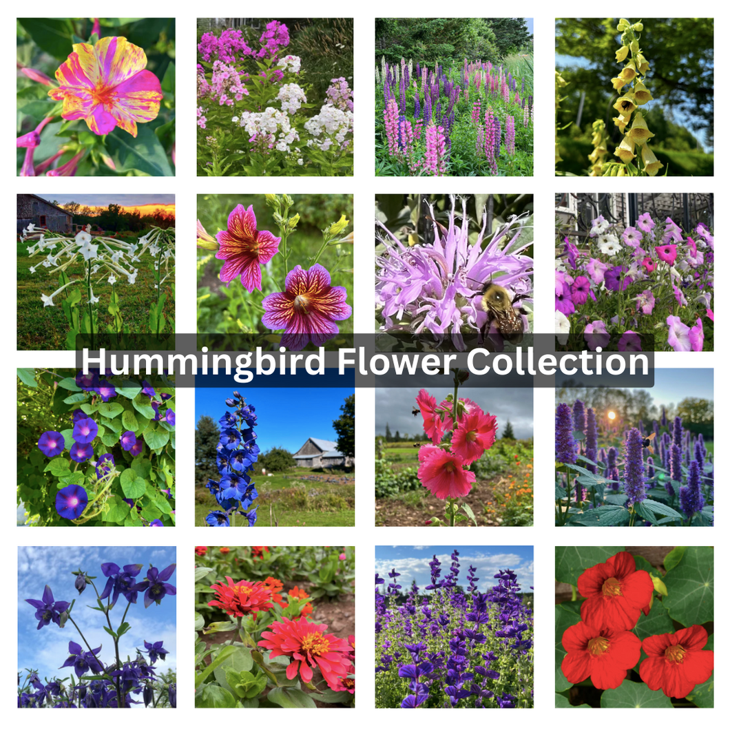 Hummingbird Flower Collection