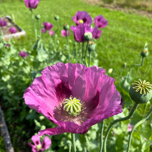 Hungarian Blue Breadseed Poppy