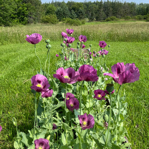 Hungarian Blue Breadseed Poppy