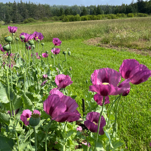 Hungarian Blue Breadseed Poppy