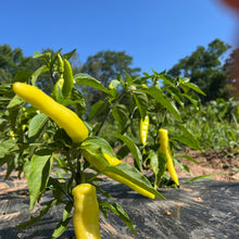 Hungarian Hot Wax Pepper (Margaretta's Mistake)