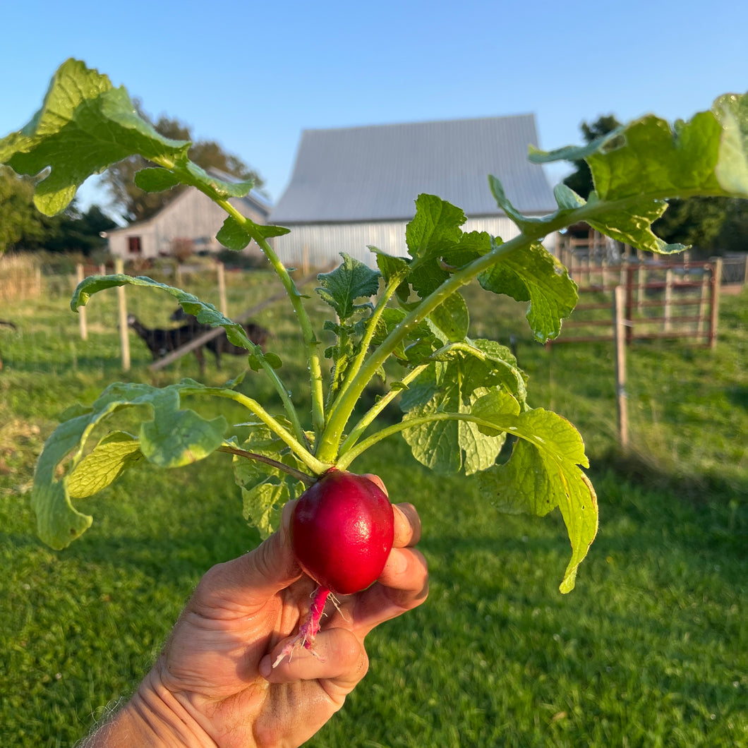 Early Scarlet Globe Radish