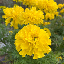 Yellow Supreme Marigold