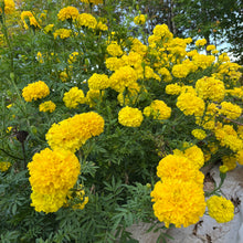 Yellow Supreme Marigold