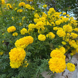 Yellow Supreme Marigold