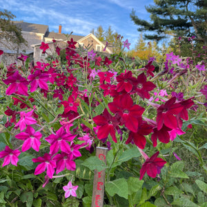 Crimson Red Nicotiana